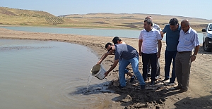 Kurtalan'daki Göletlere 120 Bin Adet Aynalı Sazan Balık Bırakıldı