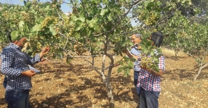 Tillo'da Fıstık Hayat Buluyor