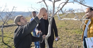 Alo Fıstık Hattı Sayesinde 20 Yıllık Fıstık Ağaçlarını Kurtardı