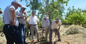 Siirt Fıstığı Bahçelerinde Görülen Sorunların Tespiti İçin Arazi Çalışmaları Devam Ediyor