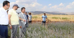 Siirt Üniversitesi Tıbbı Bitki ve Aromatik Bitkiler Yetiştirmeye Başladı