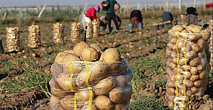 Siirt Üniversitesinde Patates Hasadı Yapıldı