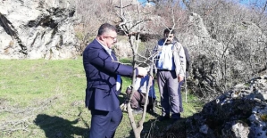 Şirvan İlçe Mezarlığında Bulunan Menengiç Ağaçları Fıstığa Dönüştürülüyor