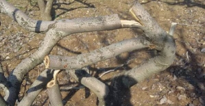 Vali Atik,Kesilen Fıstık Ağaçları İle İlgili Geniş Çaplı Soruşturma Başlattı