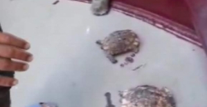 Nehirde Mahsur Kalan Kaplumbağalar Kurtarıldı