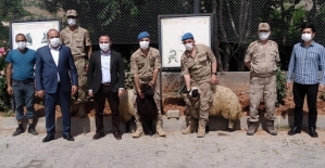 Eruh’ta Mehmetçikler İçin Kurban Kesildi