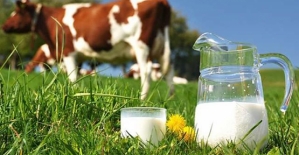 TÜİK: Ticari Süt İşletmelerince Temmuz Ayında 825 Bin 132 Ton İnek Sütü Toplandı