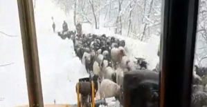 Şirvan'da Karda Mahsur Kalan Çobanlar ve Koyun Sürüsü Kurtarıldı