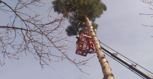 Ağaçta Mahsur Kalan Kedi 3 Saatlik Çalışmayla Kurtarıldı