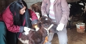 Siirt'te Büyükbaş Hayvanlara Şap ve LSD Aşısı Yapılacak