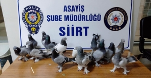 Siirt'te Güvercin Çalan Hırsız Yakalandı