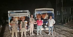 Siirt’te Büyükbaş Hayvan Çalan Hırsız Tutuklandı