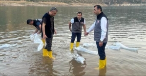 Siirt'te 1,3 Milyon Yavru Şabut Balığı Baraj Göllerine Bırakıldı