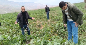 Siirt Tarım ve Orman İl Müdürlüğü Yabancı Ot Mücadelesi Konusunda Üreticileri Uyardı