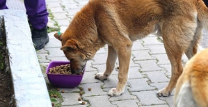 AV.DİYAEDDİN TEMIZ’IN KALEMİNDEN; SOKAK KÖPEKLERİ “YASA TASARISI”