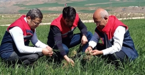 Siirt Tarım Yetkilileri Sahada Fenolojik Gözlem Gerçekleştirdi