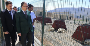 Siirt, Sokak Hayvanları Sorununu Çözen İlk İllerden Biri Oldu