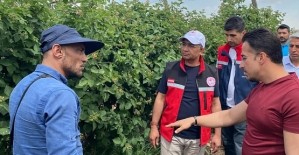Siirt’te Türkiye’nin En Büyük Tek Parça Böğürtlen Bahçesine Teknik Gezi Düzenlendi