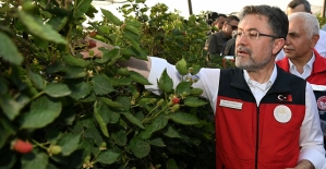 Tarım Bakanı Yumaklı, Siirt'te Böğürtlen Hasadına katıldı