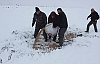 Yabani Hayvanlar İçin Doğaya Yem Bırakıldı