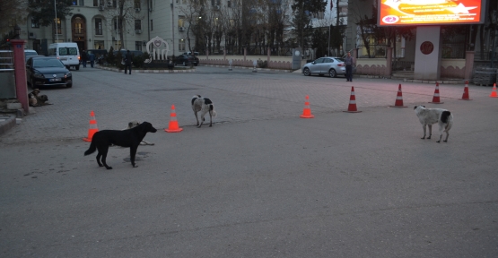 VATANDAŞIN ‘KÖPEK’ TEDİRGİNLİĞİ